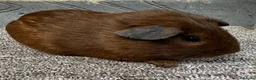 Guinea Pig rodents for sale: Baby male & female guinea pigs for sale  - Advert 2