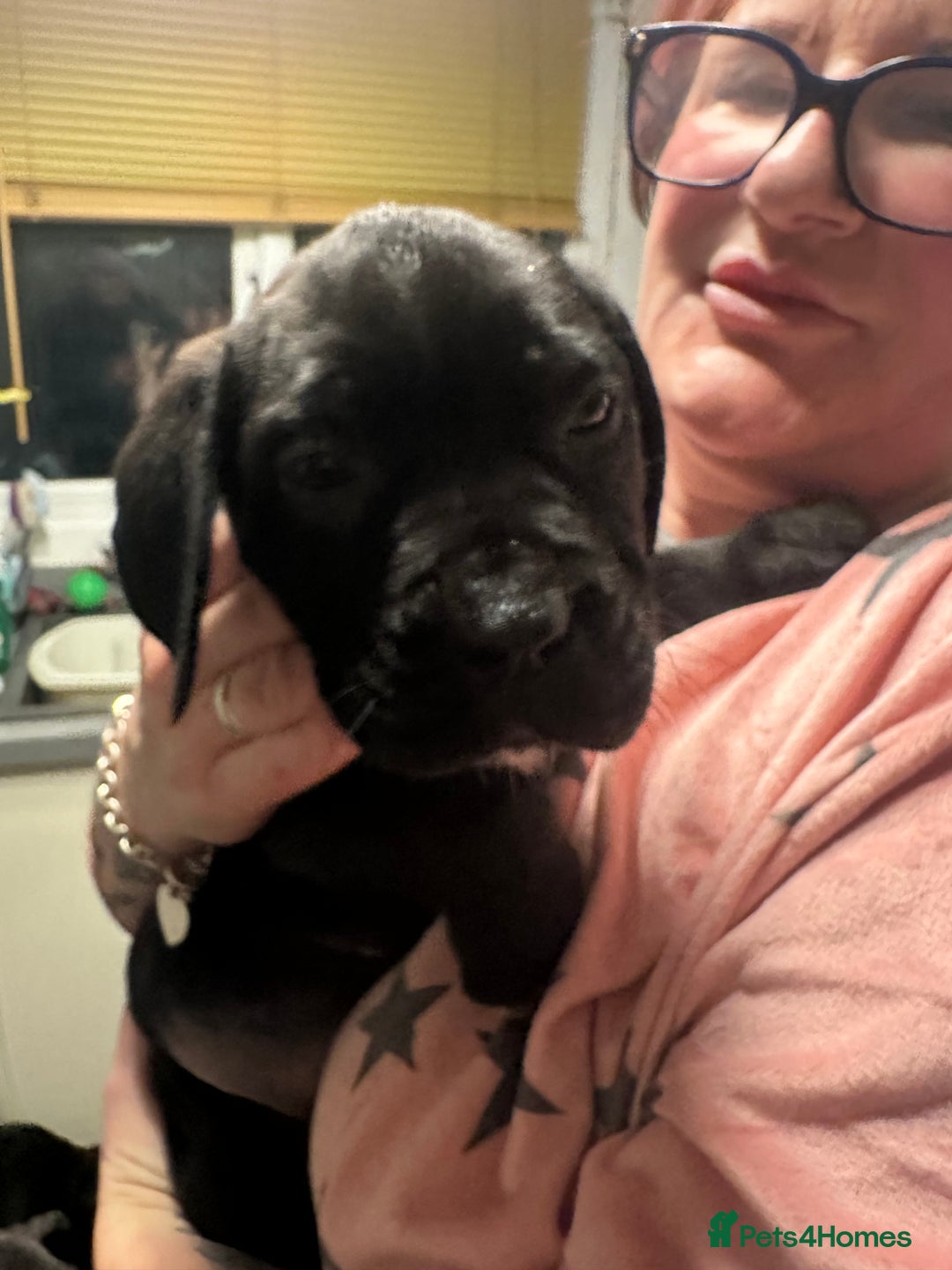 Cane Corso dogs for sale: Mr A Hendy - Advert 12