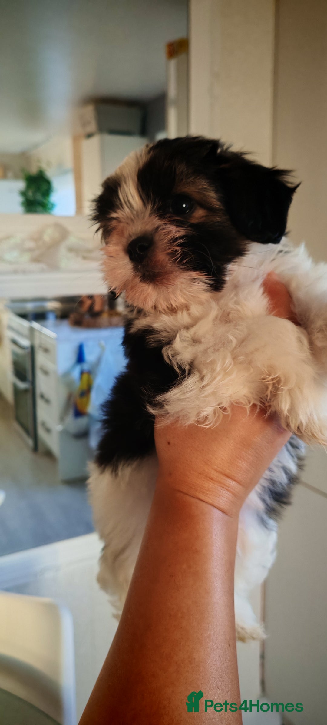 Shih Tzu dogs for sale: Beautiful full breed fluffy Shih Tzu boy  - Advert 4