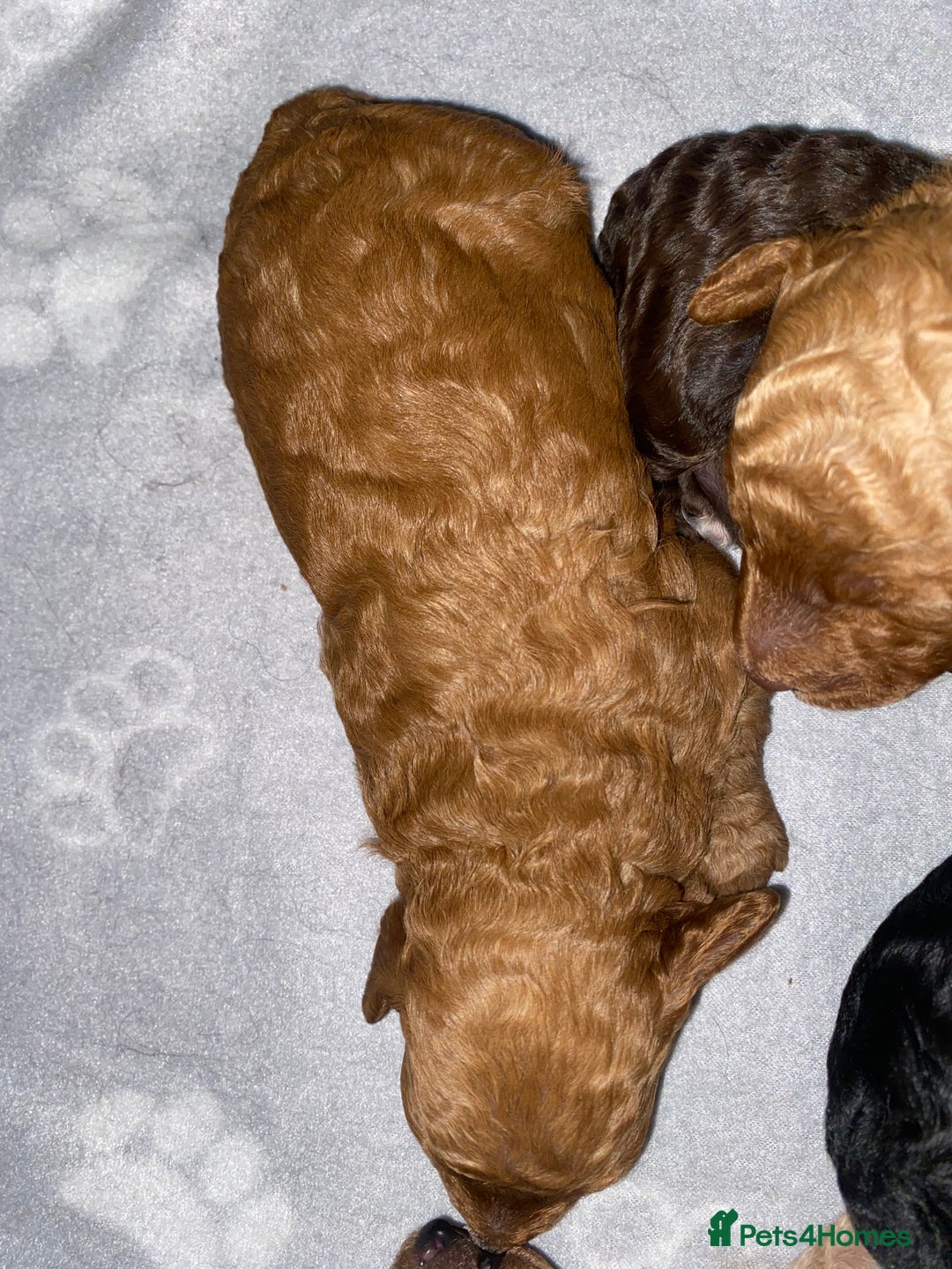 Miniature Poodle dogs for sale: Beautiful Miniature/Toy poodles  - Advert 23