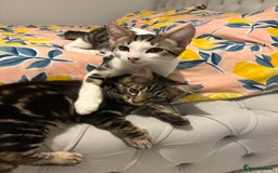 Domestic Shorthair cats for sale: kittens for sale❤️ - Image 16