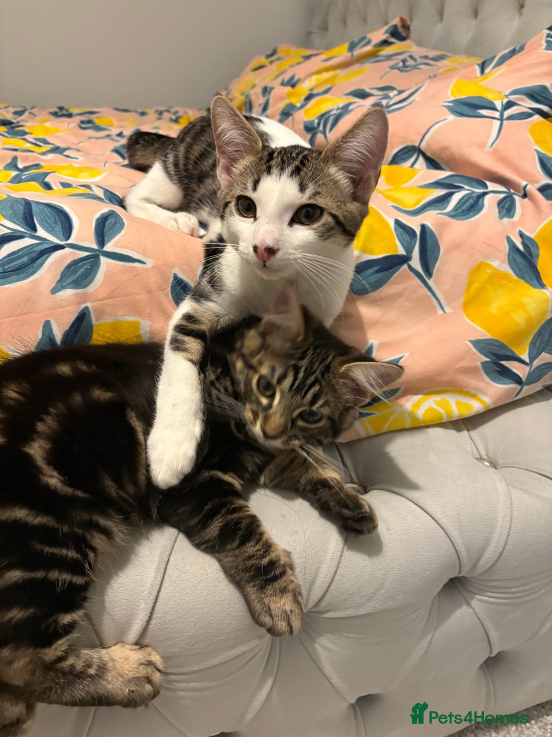 Domestic Shorthair cats for sale: kittens for sale❤️ - Image 16
