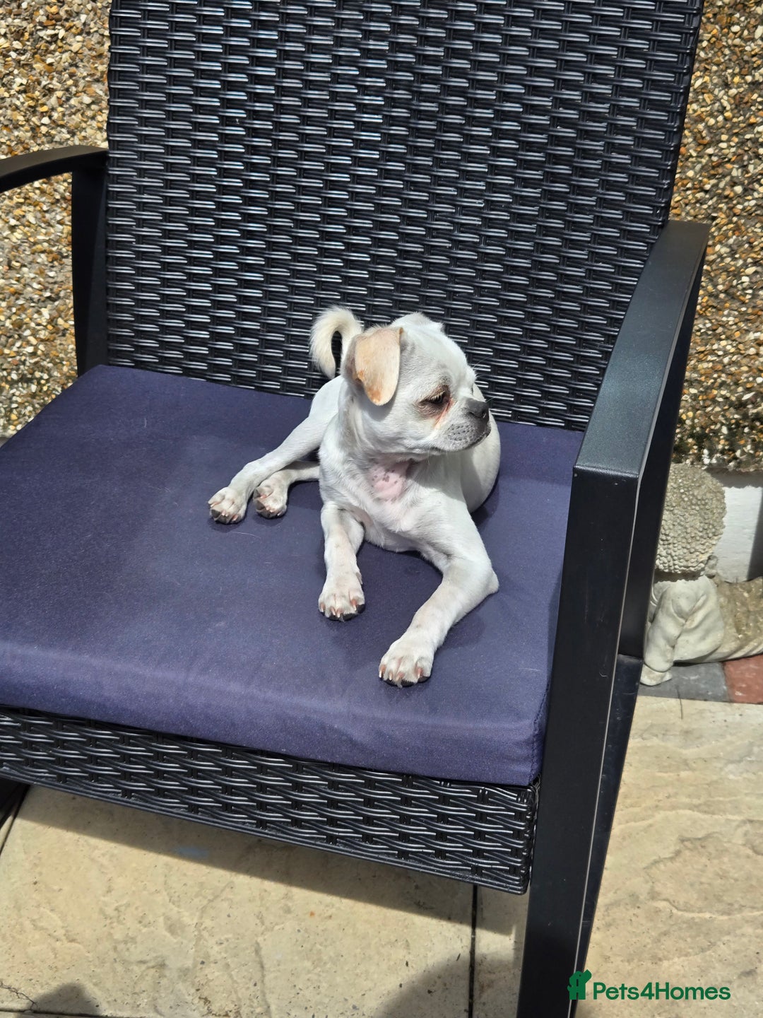 Chug dogs for stud: Zues McDonald - Advert 6