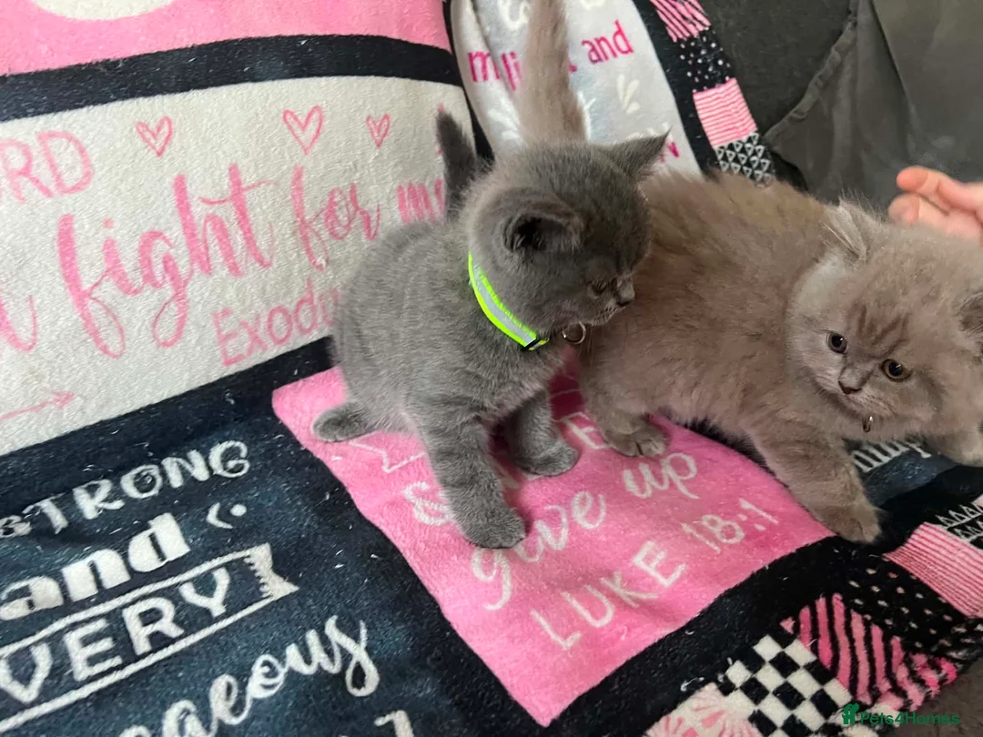 British Shorthair cats for sale: Left 1 female fluffy British shorthair kitty!!!… - Advert 18