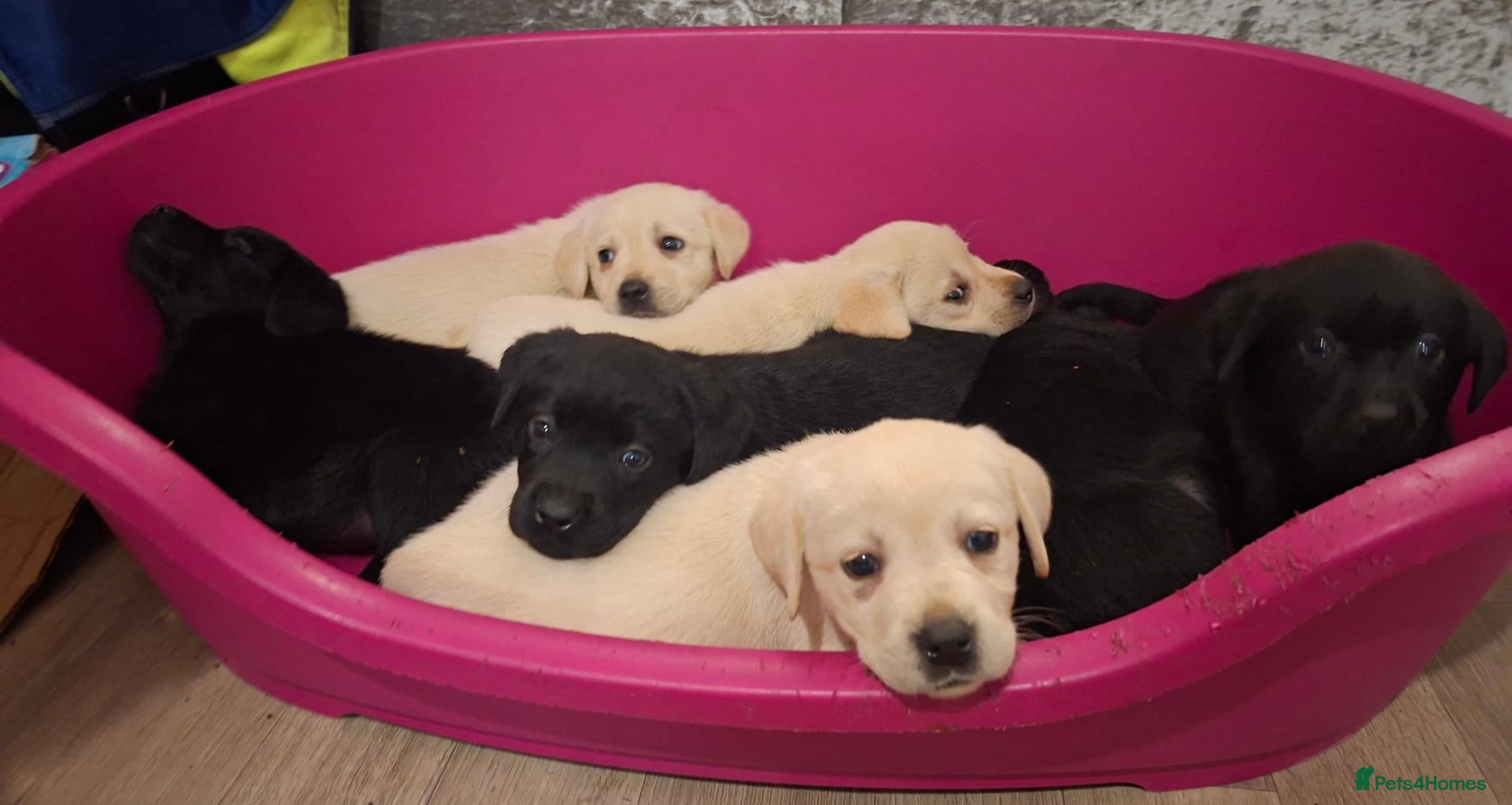 Labrador Retriever dogs Pedigree Labrador Puppies - Advert 1