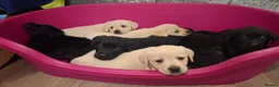 Labrador Retriever dogs for sale: Pedigree Labrador Puppies - Advert 1