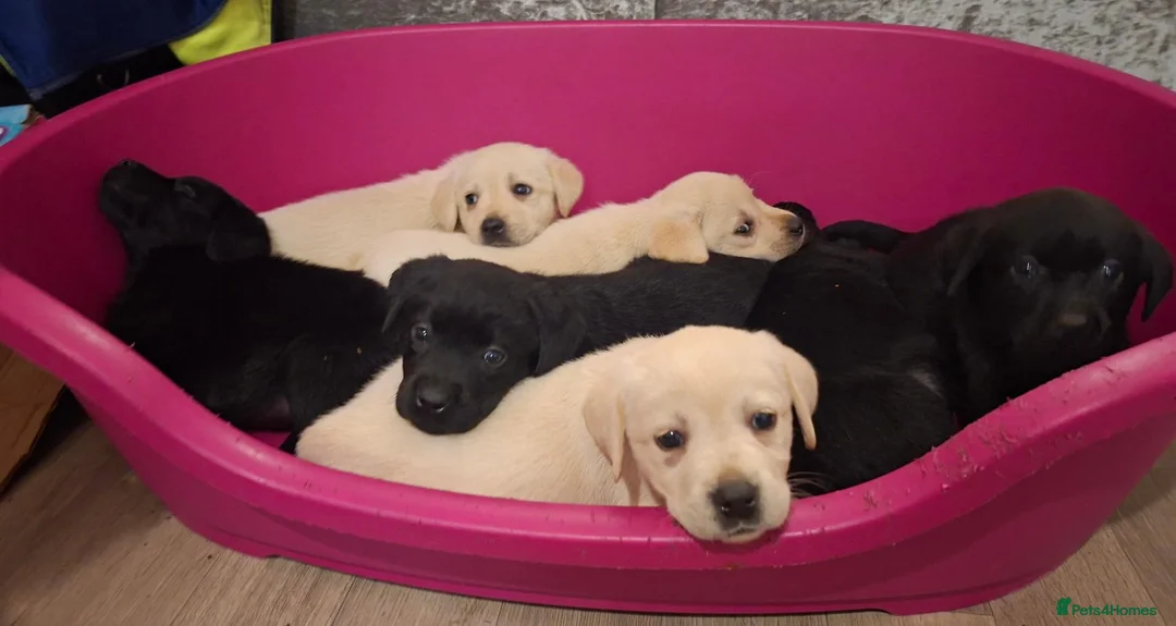 Labrador Retriever dogs for sale: Pedigree Labrador Puppies - Advert 1