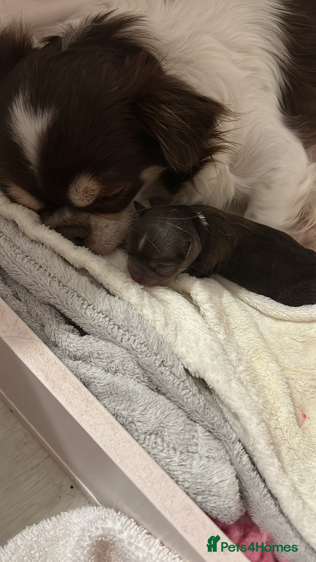 Chihuahua dogs for sale: KC LONG COAT CHIHUAHUAS  - Advert 3