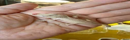Gecko reptiles for sale: Various Crested Gecko Babies - Advert 8