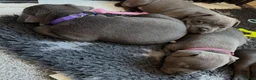 Staffordshire Bull Terrier dogs for sale: PURE Staffordshire Bull Terrier pups for sale - Advert 3