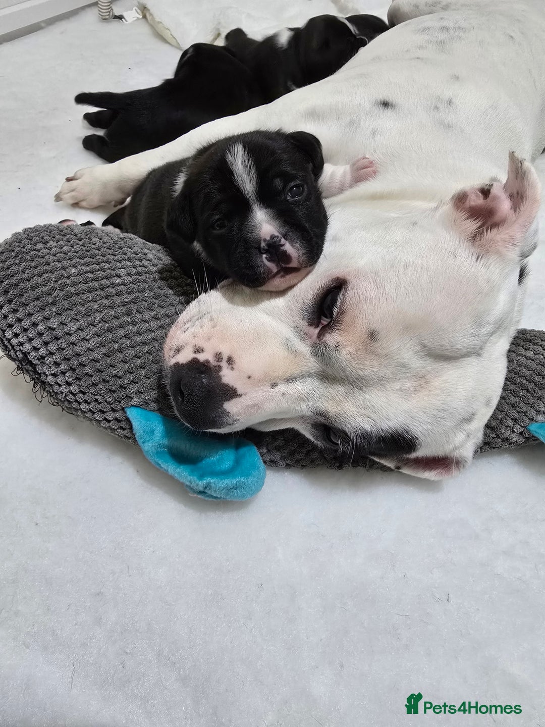 Staffordshire Bull Terrier dogs for sale: ✨️Outstanding SBT puppies✨️ - Advert 9