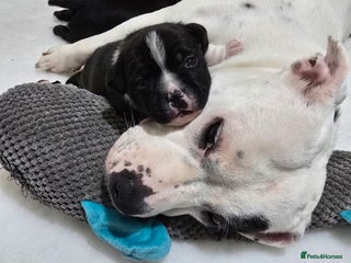 Staffordshire Bull Terrier dogs ✨️Outstanding SBT puppies✨️ - Advert 3