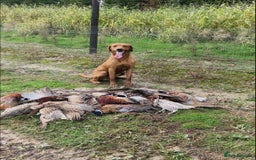 Labrador Retriever dogs for sale: Stunning KC Fox Reds  - Advert 18