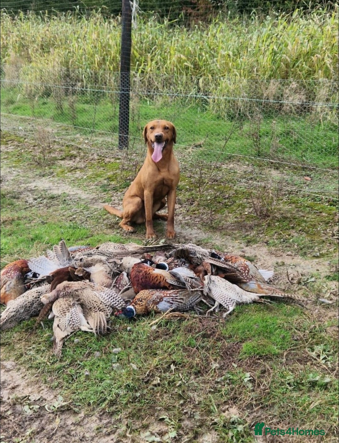 Labrador Retriever dogs for sale: Stunning KC Fox Reds  - Advert 18