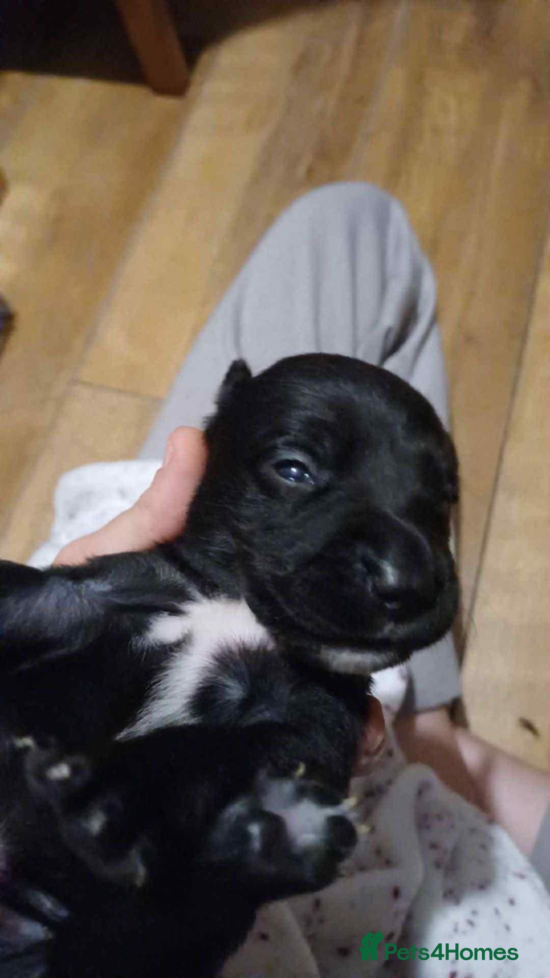 Mixed Breed dogs for sale: Puppies for sale spaniel x bully - Image 5