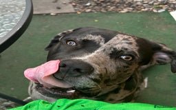 Mixed Breed dogs for sale: Male cane corso cross looking for his forever home - Image 5