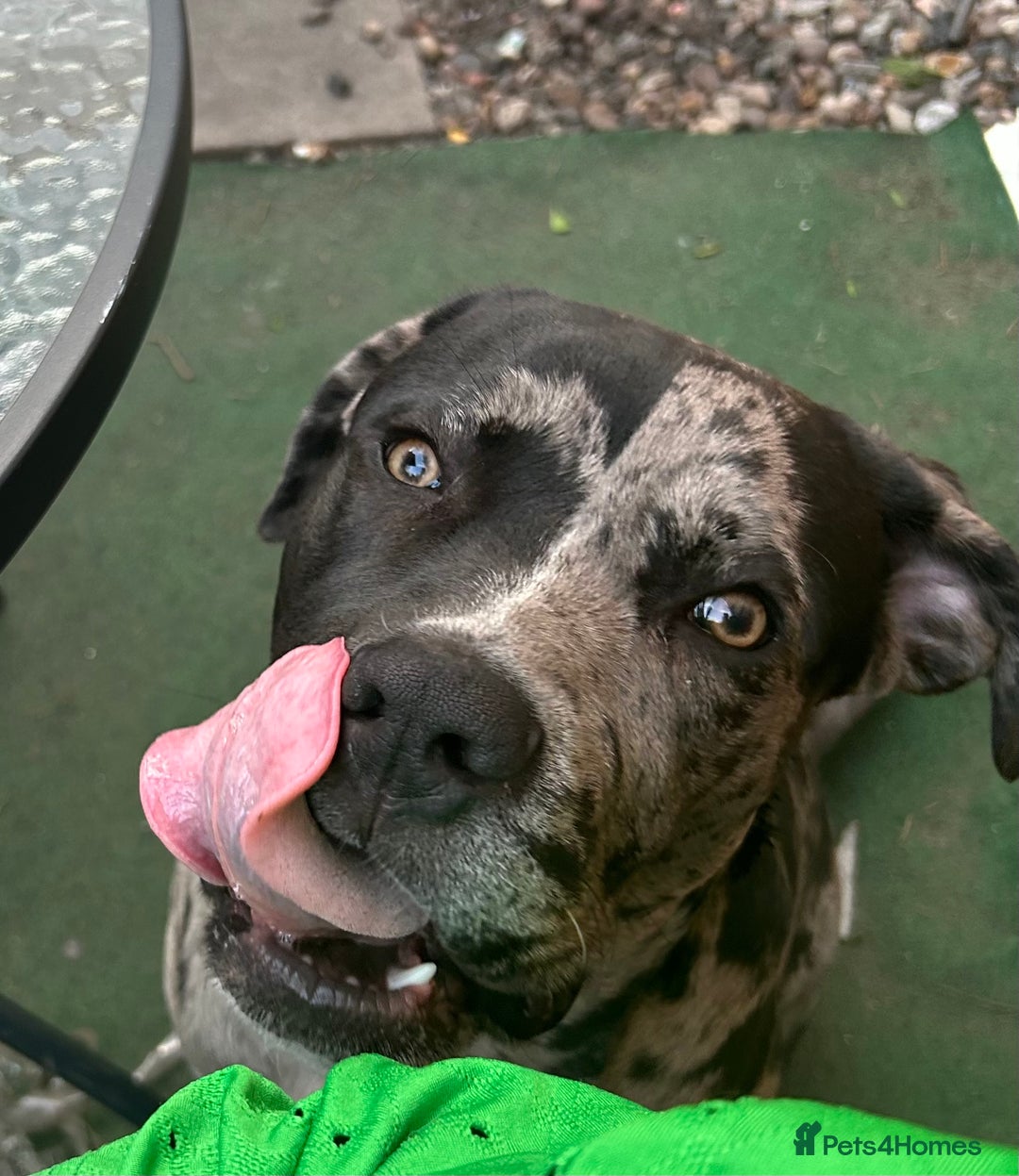 Mixed Breed dogs for sale: Male cane corso cross looking for his forever home - Image 5