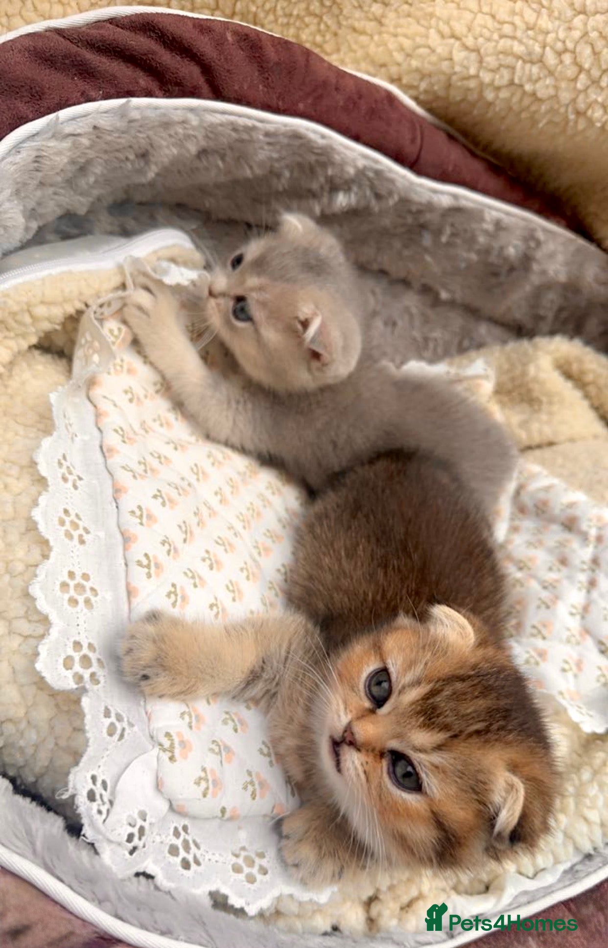 Scottish Fold cats Cute Scottish Fold Kittens: Golden and Blue - Advert 20