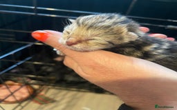 Bengal cats for sale: 9 BENGAL RAGDOLL X KITTENS - Image 7
