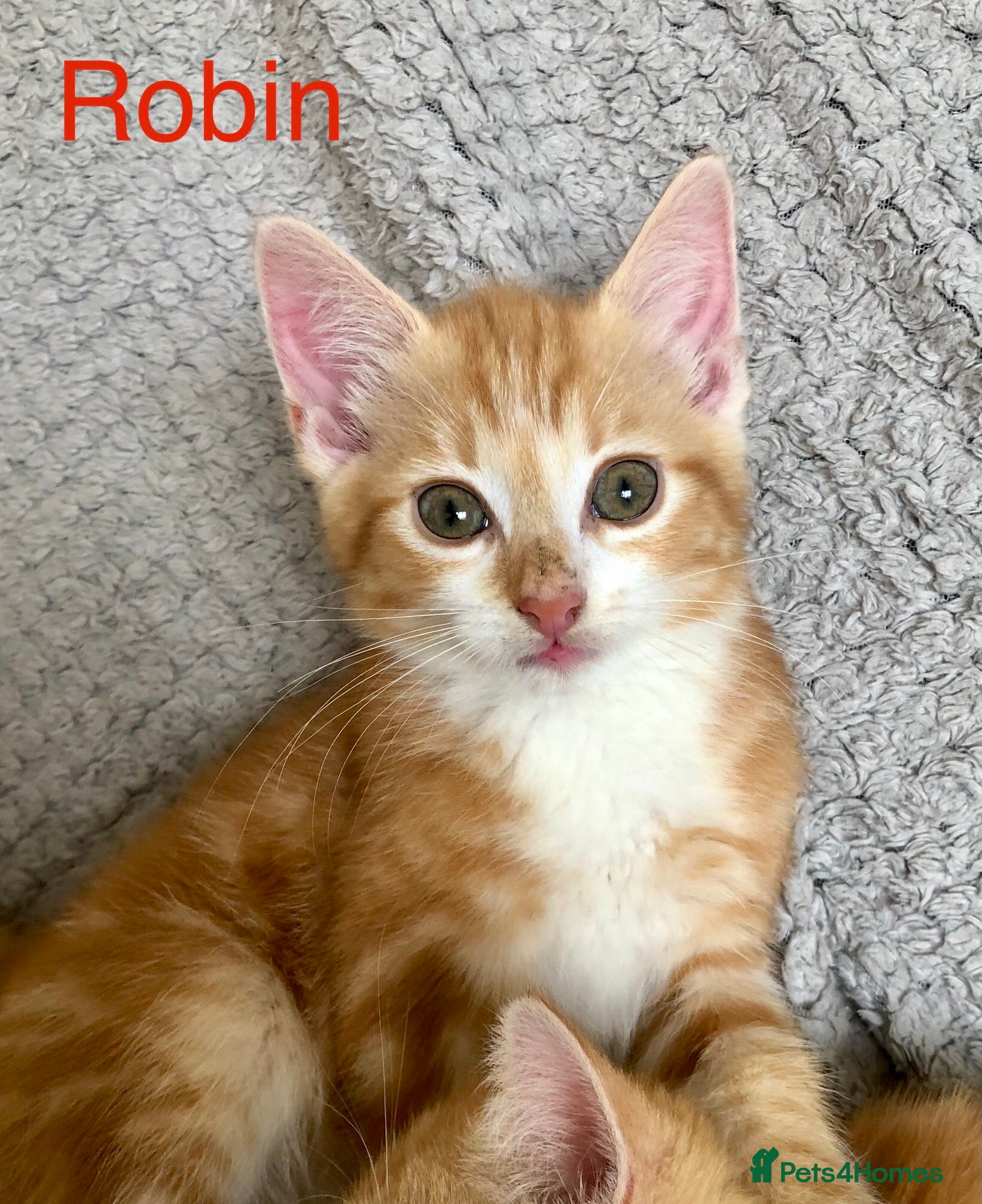 Mixed Breed cats Kittens for sale  - Advert 2