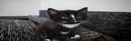 Domestic Shorthair cats for sale: Little tuxedo kittens🐈‍⬛🤍 - Advert 2