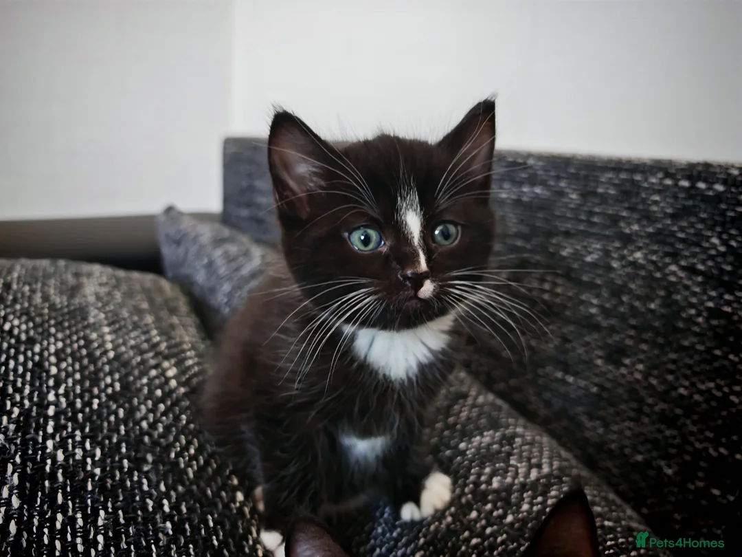Domestic Shorthair cats for sale: Little tuxedo kittens🐈‍⬛🤍 - Advert 2