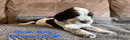 Cocker Spaniel dogs for sale: Gorgeous Cocker Spaniel Puppies - Advert 18