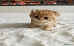 British Shorthair cats for sale: Sired by Champion FIFE dad - Golden BSH kittens - Image 2