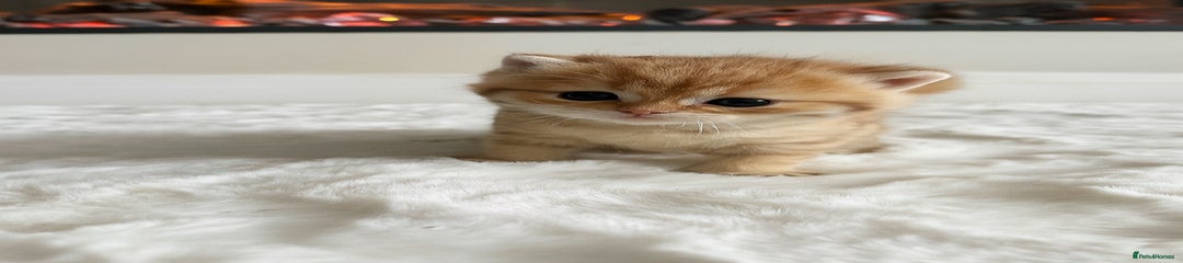 British Shorthair Kitten 2