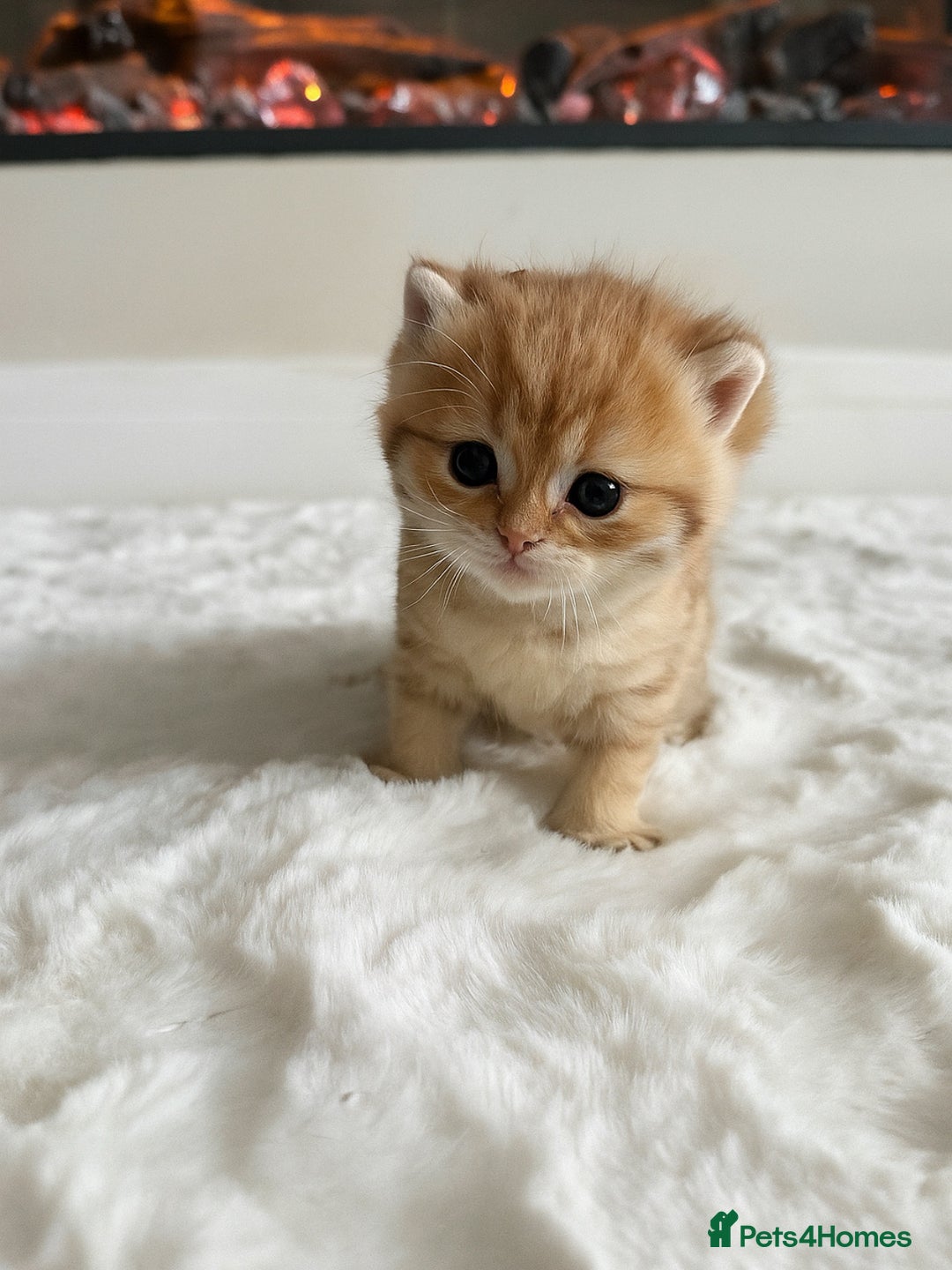 British Shorthair cats for sale: Sired by Champion FIFE dad - Golden BSH kittens - Image 2