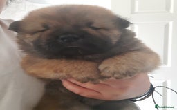 Chow Chow dogs for sale: Chow chow puppies for sale - Image 12