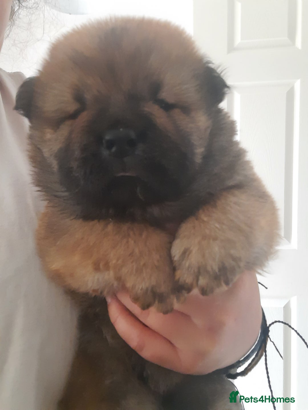 Chow Chow dogs for sale: Chow chow puppies for sale - Image 12