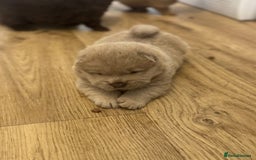 Chow Chow dogs for sale: Stunning CHOW CHOW rare colours 🌪️🍫 KC ✅ 🏆🩸  - Image 1