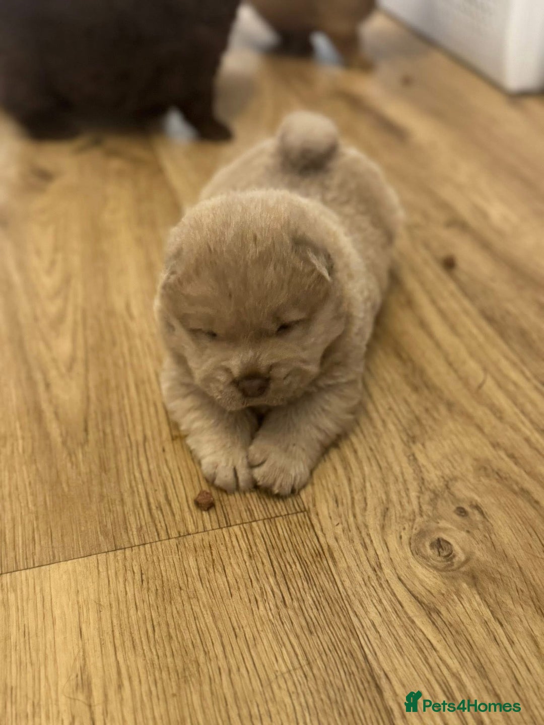 Chow Chow dogs for sale: Stunning CHOW CHOW rare colours 🌪️🍫 KC ✅ 🏆🩸  - Image 1