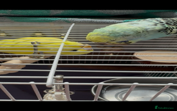 Budgerigars birds for sale: Hand tamed budgie  - Image 3