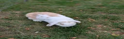 Mini Lop rabbits for sale: Mini Lop Female - named Cookie  - Advert 2