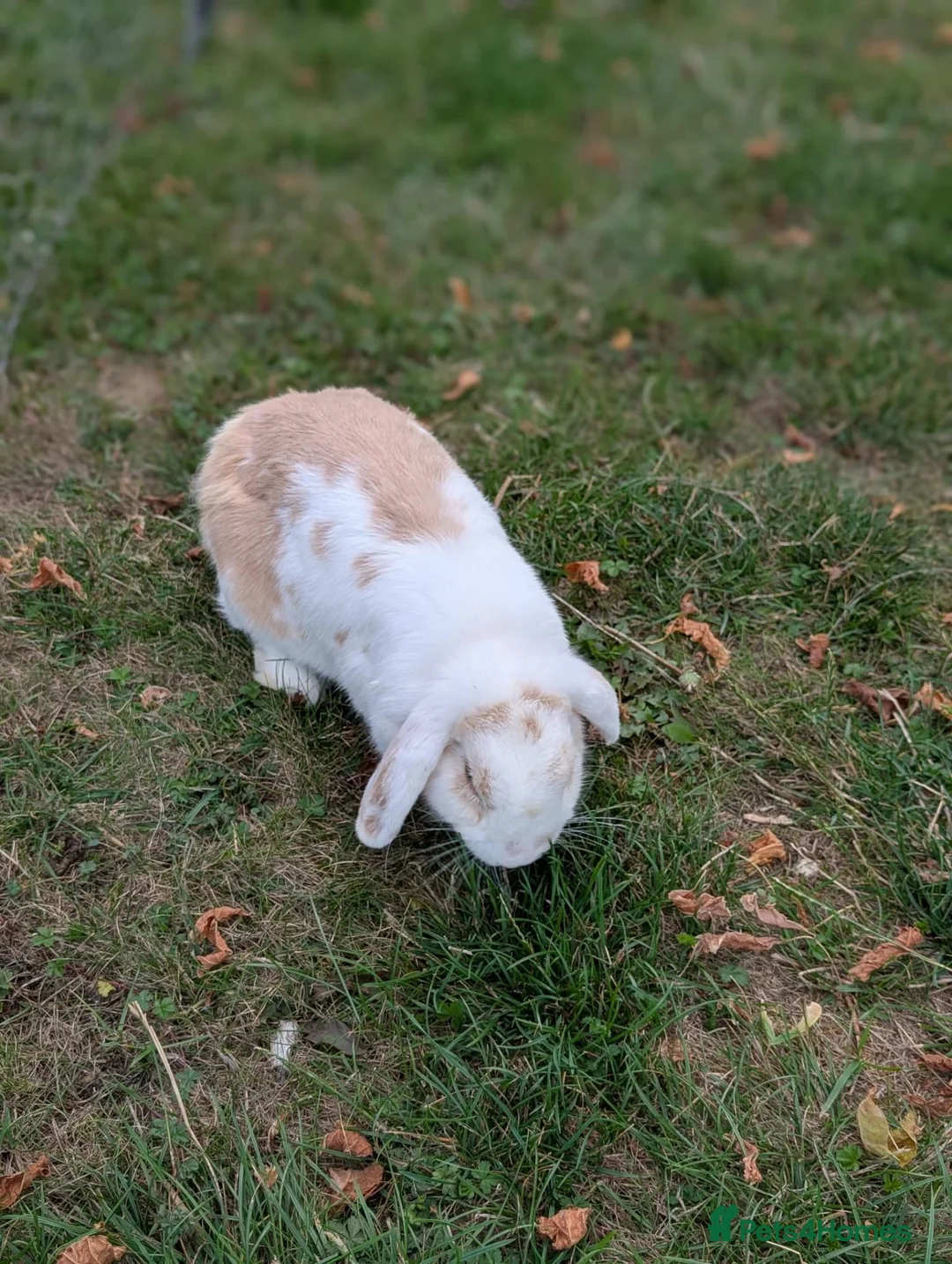 Mini Lop rabbits for sale: Mini Lop Female - named Cookie  - Advert 2