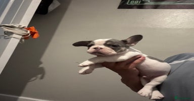 French Bulldog dogs - Advert 13