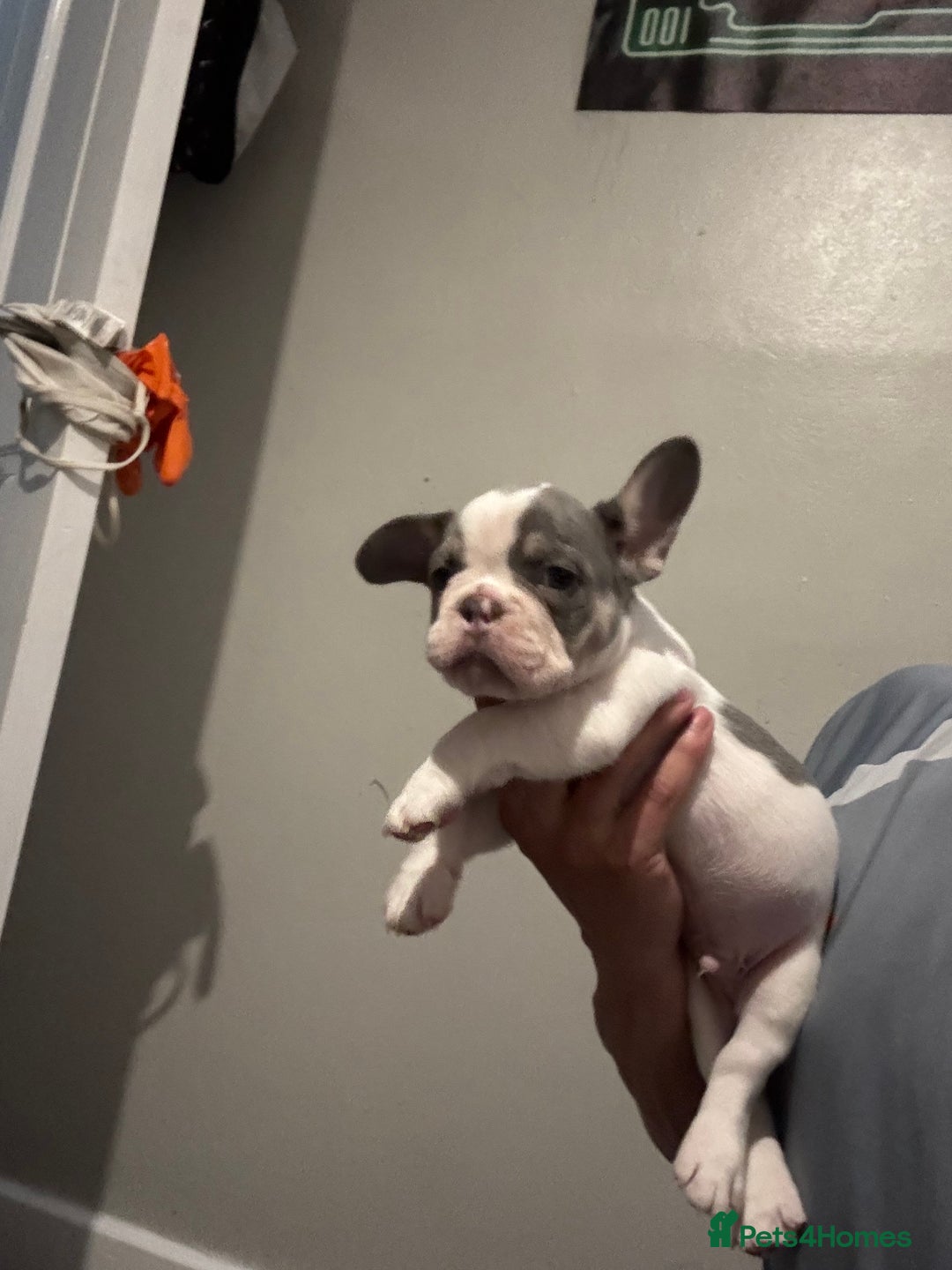 French Bulldog dogs for sale: French bull dog - Image 3