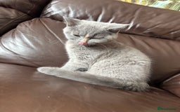 British Shorthair cats for sale: lovely BSH kittens for sale - 2 girls left in Livingston - Image 8