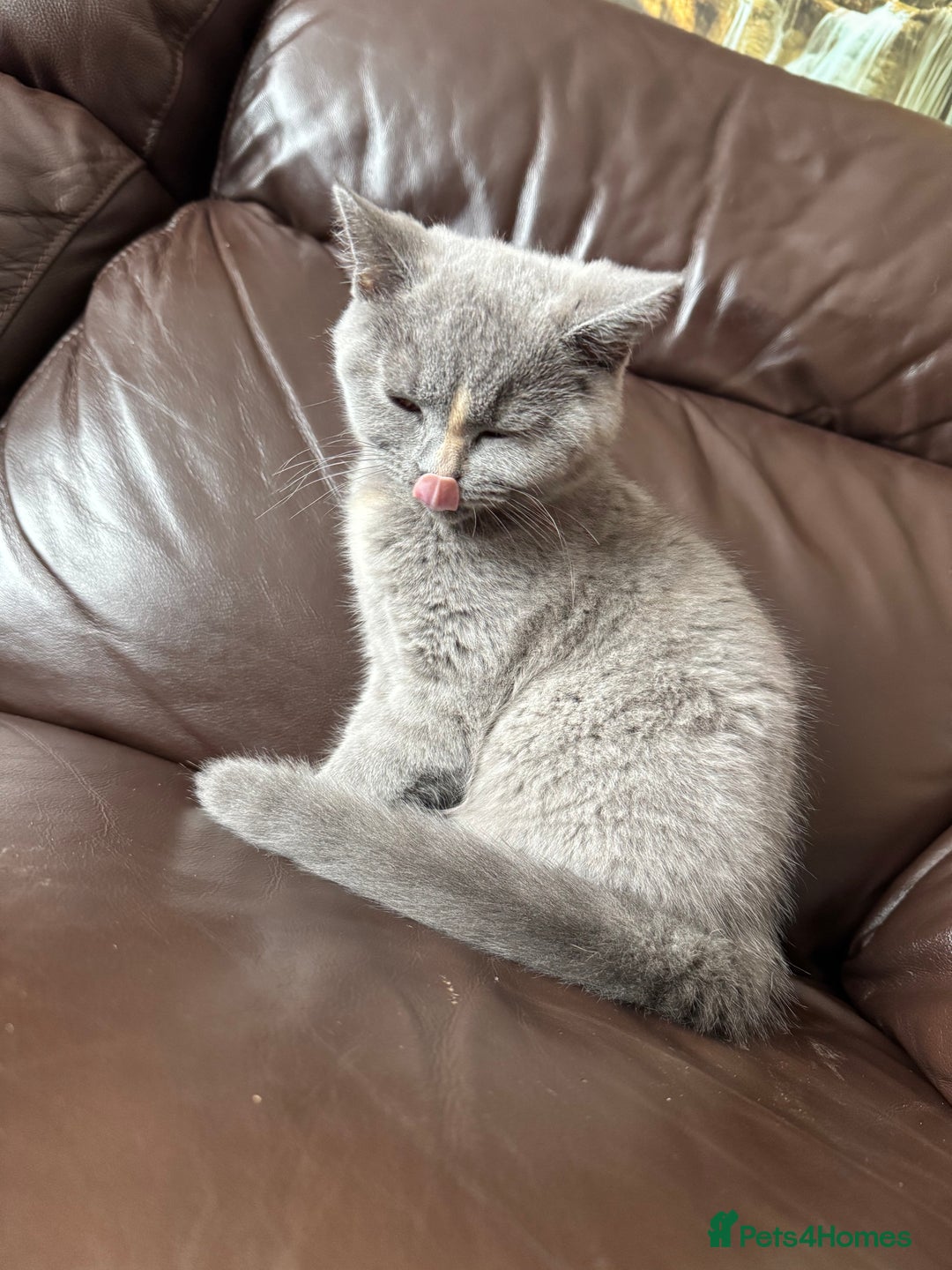 British Shorthair cats for sale: lovely BSH kittens for sale - 2 girls left in Livingston - Image 8