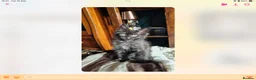 Maine Coon cats for sale: Tica Reg Maine Coons - Advert 5