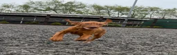 Hungarian Vizsla dogs for sale: KC reg, ready to go now.  - Advert 9