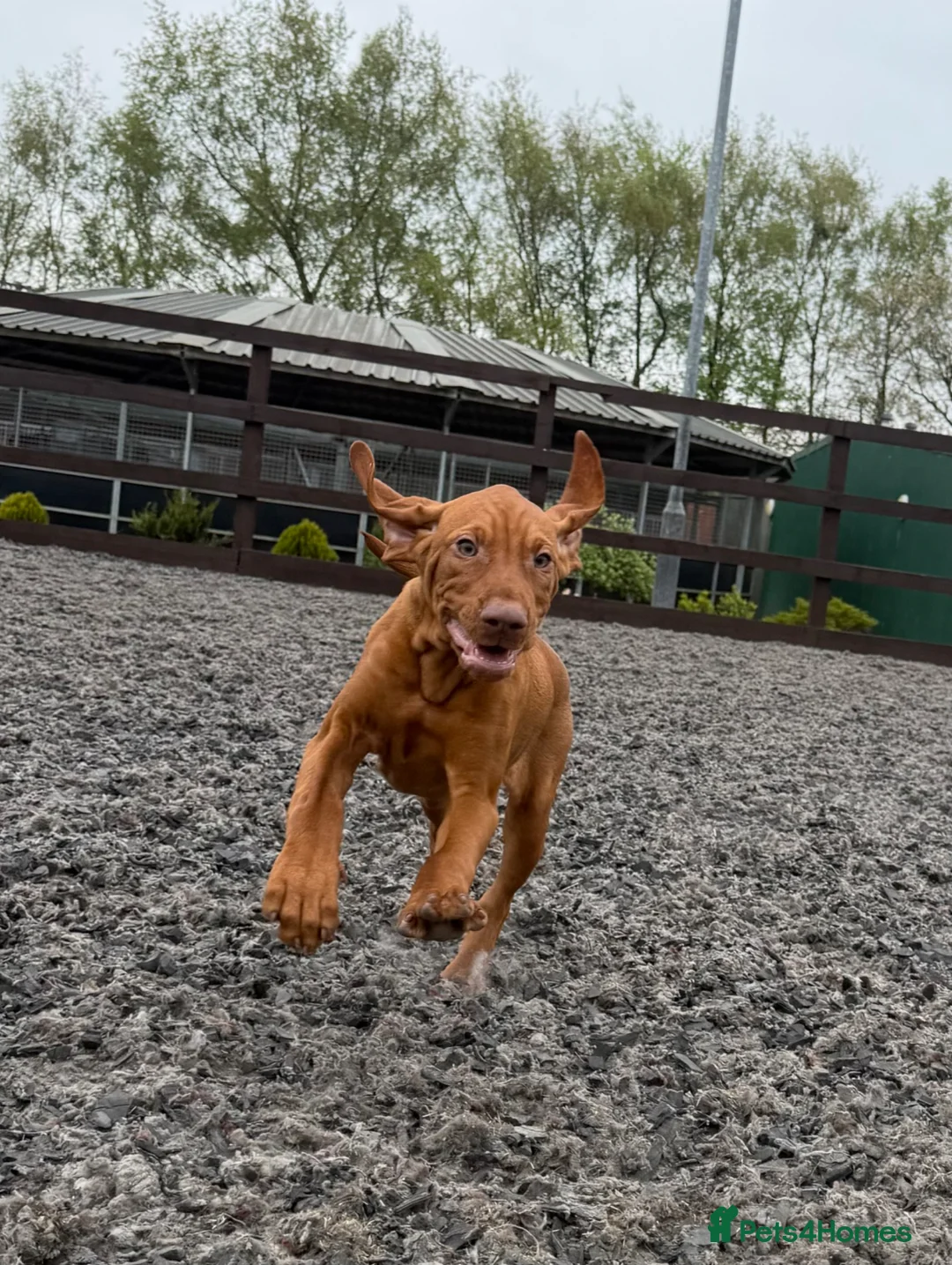 Hungarian Vizsla dogs for sale: KC reg, ready to go now.  - Advert 9