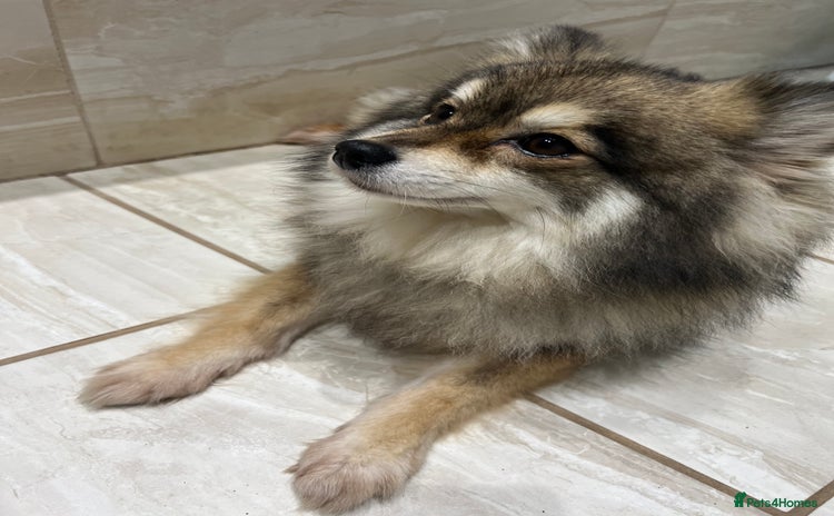 Pomsky dogs - Advert 1