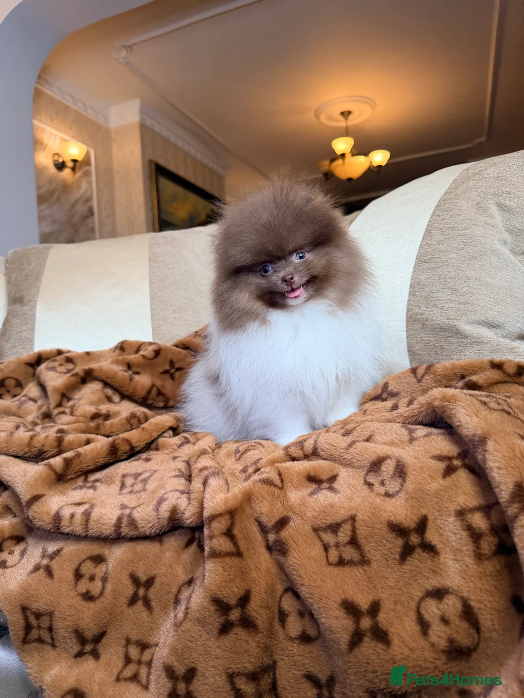 Pomeranian dogs for sale: Exclusive Lilac Party color Pomeranian Boy - Advert 5