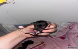 Mixed Breed cats for sale: 1 FEMALE LEFT left  - Image 9
