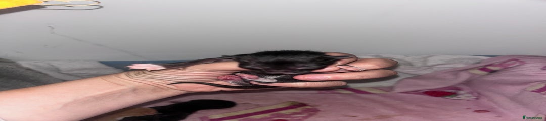 Mixed Breed Kitten 6