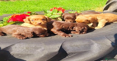 Cocker Spaniel dogs - Advert 11