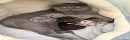 Mixed Breed cats for sale: British shorthair and Scottish fold kittens  - Advert 2